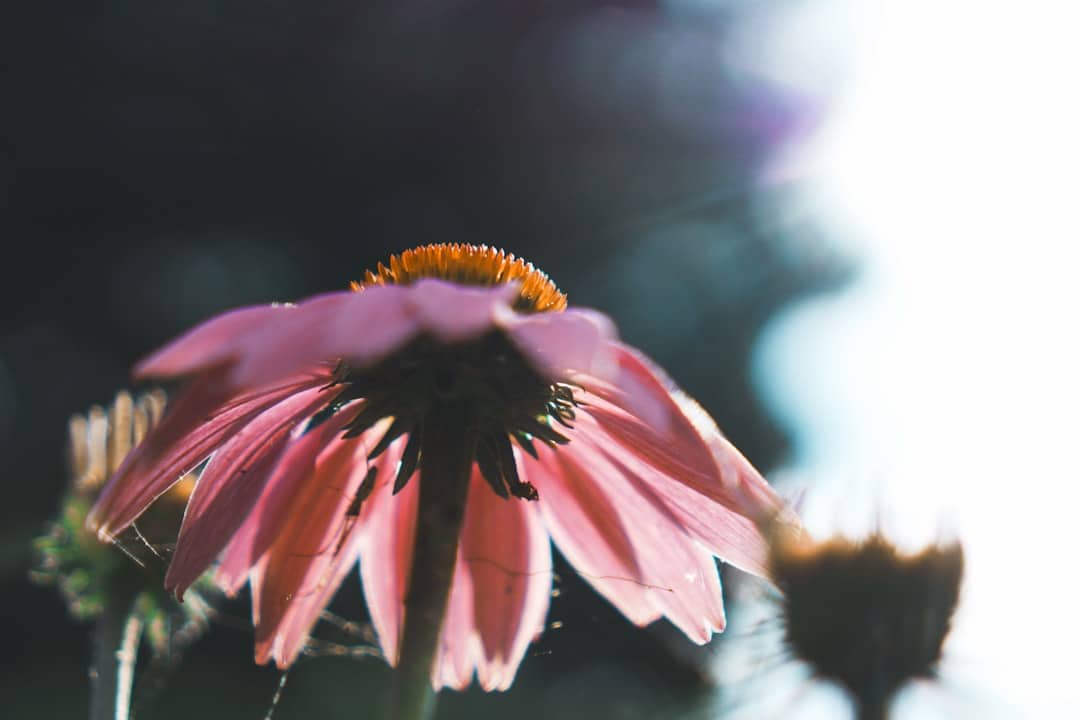 découvrez l'univers des produits biologiques : des aliments sains, respectueux de l'environnement, qui nourrissent le corps et l'esprit. explorez nos conseils, recettes et astuces pour adopter un mode de vie plus naturel et durable.